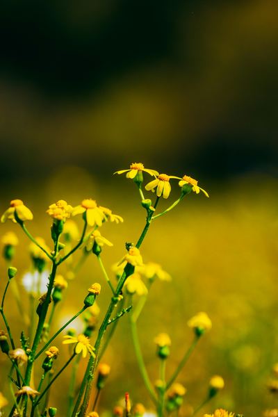 分离焦虑症怎么治疗？看完这篇你会豁然开朗(助眠篇)
