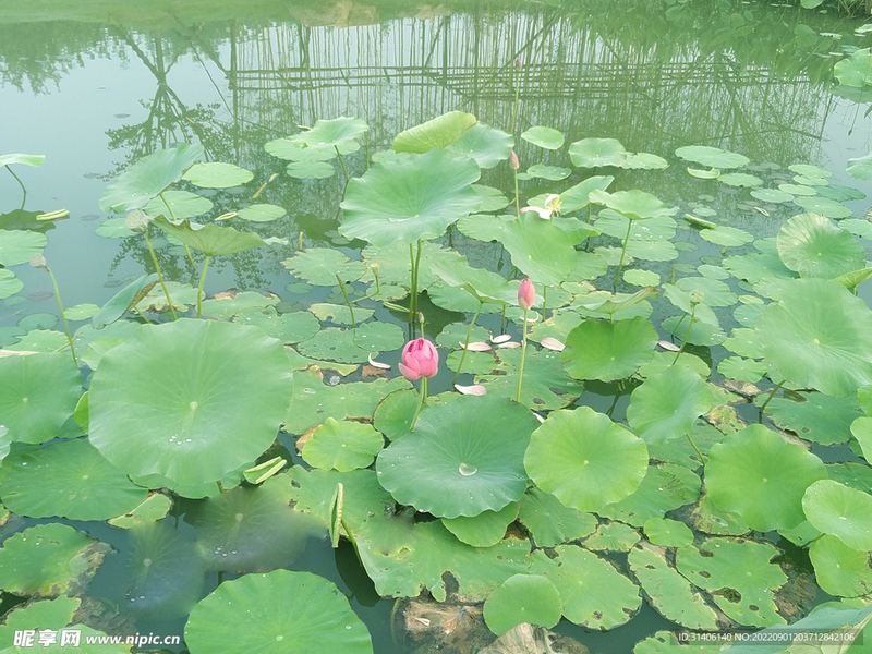 婚姻咨询：老公妈宝男怎么改变他？心理专家一针见血的分析