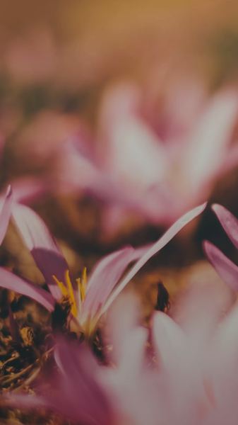 人到中年上有老下有小的感悟？心理学角度帮你深度剖析