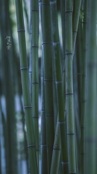 狮子座生气了怎么哄？心理学家推荐的4步自救指南